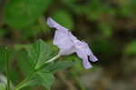 Carolina wild petunia